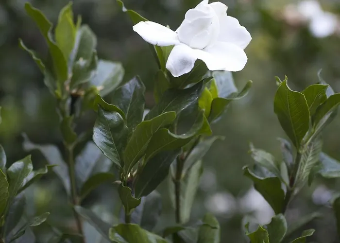 Aggeliki- Mountain Meets The Sea Case de vacanță *