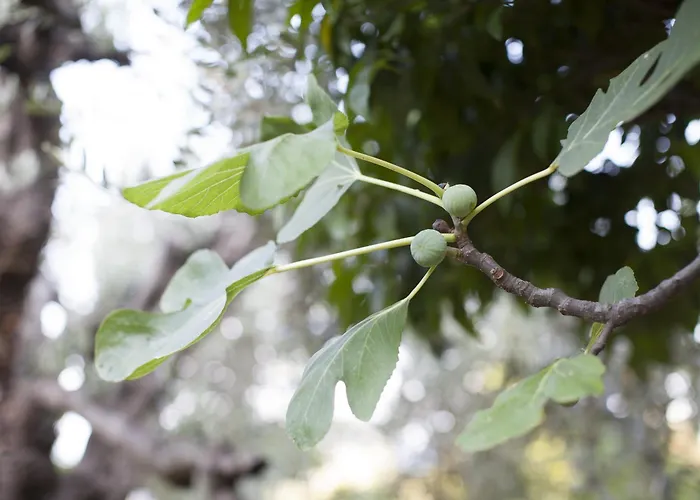Aggeliki- Mountain Meets The Sea