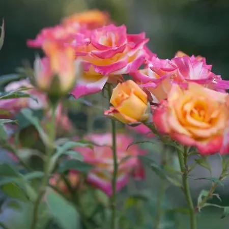Aggeliki- Mountain Meets The Sea