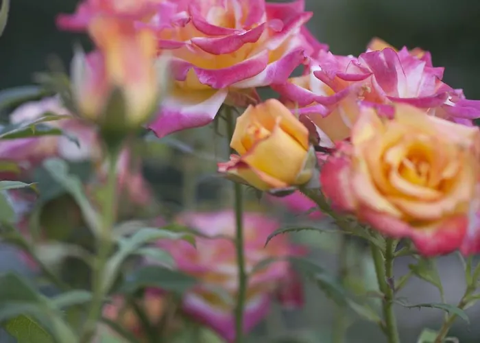 Aggeliki- Mountain Meets The Sea Agios Ioannis (Thessaly)