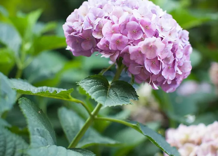 Aggeliki- Mountain Meets The Sea בית נופש